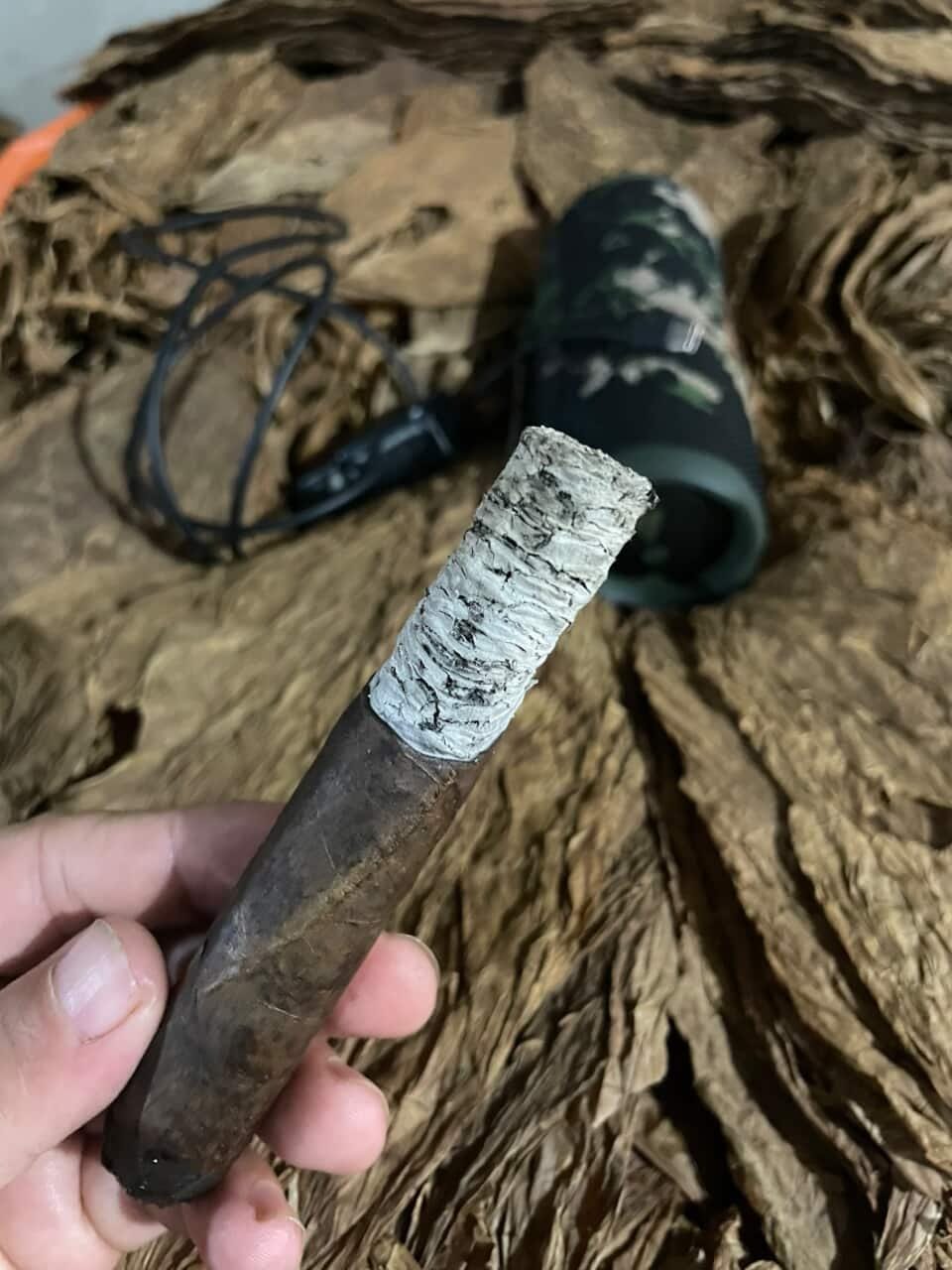 A lit Maduro sample held over raw tobacco leaf, holding a long tight ash during the burn test.
